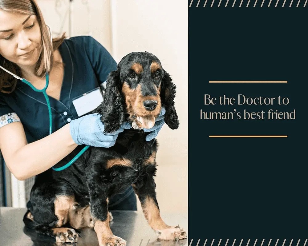 study-vet-science-in-australia-how-to-become-a-veterinarian