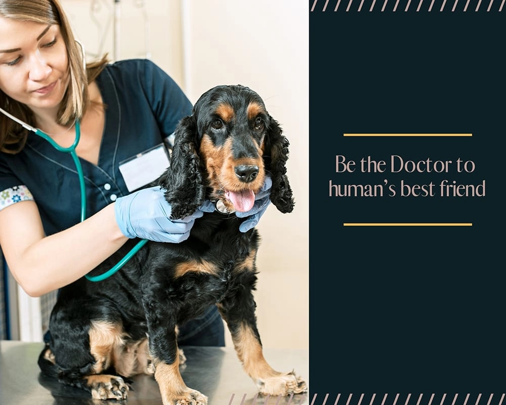 Study Vet Science in Australia - How to become a veterinarian? - AECC