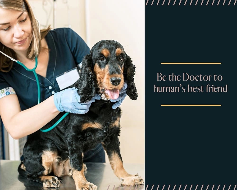 Study Vet Science in Australia - How to become a veterinarian? - AECC Study Vet Science in Australia - How to become a veterinarian? - AECC